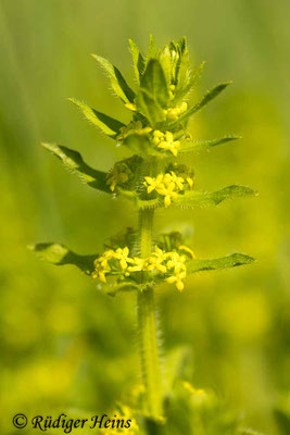 Cruciata laevipes (Gewimpertes Kreuzlabkraut), 30.4.2024