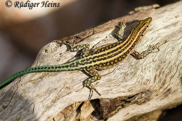 Anatololacerta oertzeni (Südwestanatolische Eidechse)