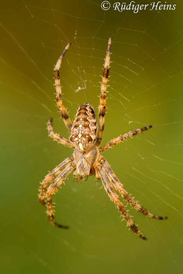 Araneus diadematus (Gartenkreuzspinne), 10.8.2020