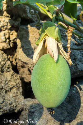 Solanum betaceum (Tamarillo), 11.7.2022