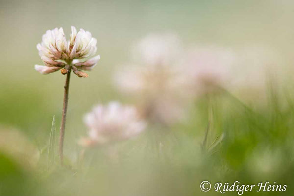Trifolium repens (Weißklee)
