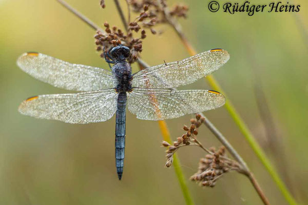 Kleiner Blaupfeil (Orthetrum coerulescens) Männchen, 15.8.2023 - Pentacolor 50mm f/1,8