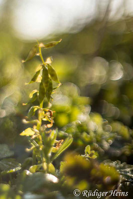 Hohler Lerchensporn (Corydalis cava) Fruchtstand, 27.4.2023 - Pentacolor 50mm f/1,8