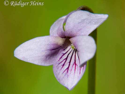 Viola palustris (Sumpf-Veilchen), 1.5.2010