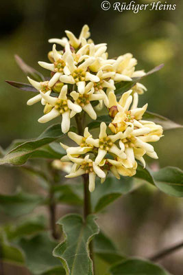 Vincetoxicum hirundinaria (Schwalbenwurz), 4.6.2014