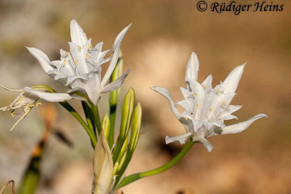 Pancratium maritimum (Dünen-Trichternarzisse oder Strandlilie)