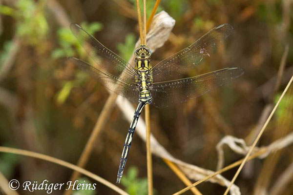 Orthetrum trinacria (Langer Blaupfeil) Weibchen, 22.6.2018