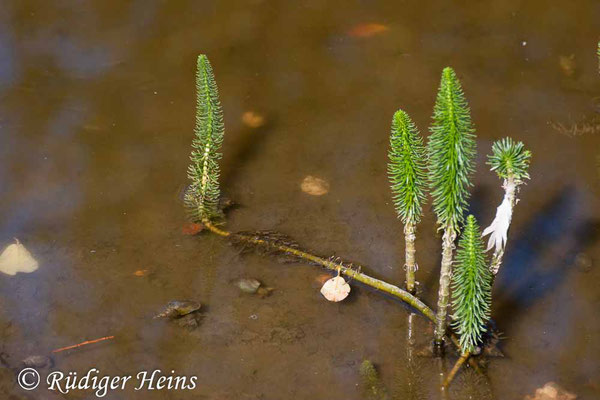 Hippuris vulgaris (Tannenwedel), 12.8.2018