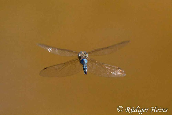 Aeshna mixta, Herbst-Mosaikjungfer, Männchen