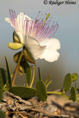 Echter Kapernstrauch (Capparis spinosa), 25.5.2022 - Makroobjektiv 180mm f/3.5