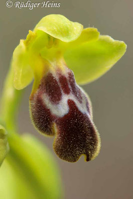 Ophrys fusca (Braune Ragwurz)