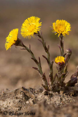Tussilago farfara (Huflattich)