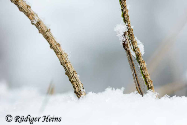 Bodennah im Schnee sitzendes Männchen der Gemeinen Winterlibelle