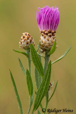 Centaurea jacea (Wiesen-Flockenblume), 7.7.2021