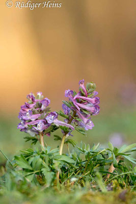 Corydalis solida (Gefingerter Lerchensporn), 27.3.2014