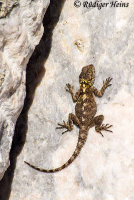 Stellagama stellio (Hardun)