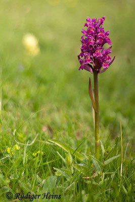 Dactylorhiza sambucina (Holunder-Fingerwurz), 29.5.2016