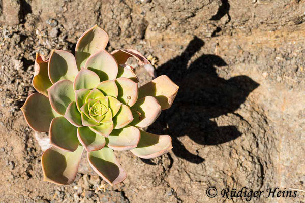 Aeonium urbicum, 16.5.2023 - Panasonic DMC-FZ 1000