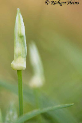 Allium paradoxum (Wunder-Lauch), 12.4.2023