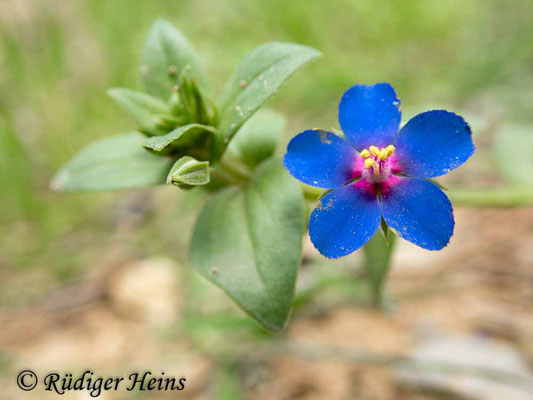 Anagallis foemina (Blauer Gauchheil), 26.3.2024