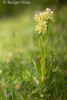 Dactylorhiza sambucina (Holunder-Fingerwurz), 29.5.2016