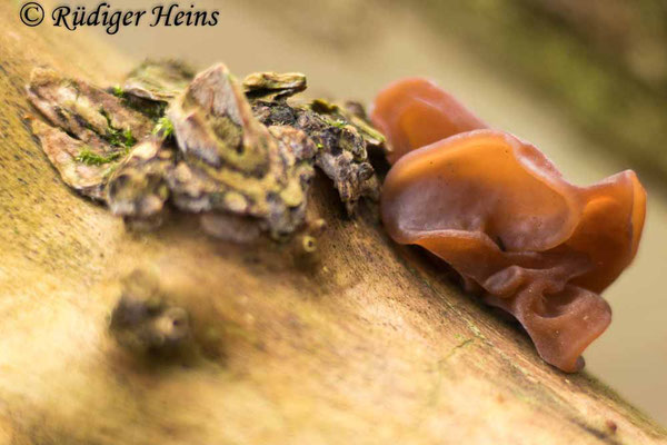 Auricularia auricula-judae (Judasohr), 15.1.2025
