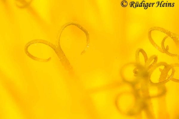 Taraxacum officinale (Gewöhnlicher Löwenzahn), 19.4.2019