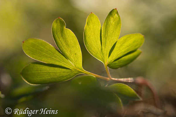 Mittlerer Lerchensporn (Corydalis intermedia) Blatt, 24.4.2022 - Makroobjektiv 100mm f/2.8