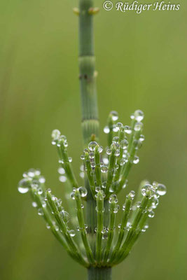 Equisetum fluviatile (Teich-Schachtelhalm), 6.6.2021