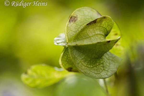 Nicandra physalodes (Giftbeere), 19.9.2022