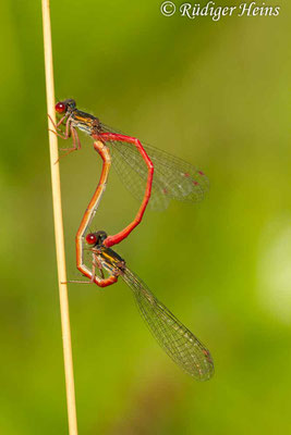 Ceriagrion tenellum (Scharlachlibelle) Paarung, 24.7.2016