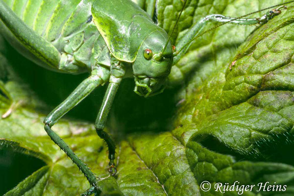 Polysarcus denticauda (Wanstschrecke) Weibchen, 11.6.1992 (Scan vom Dia)