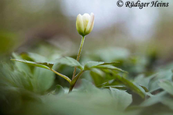 Buschwindröschen (Anemone nemorosa), 5.4.2024 - Pentacon 30mm f/3,5