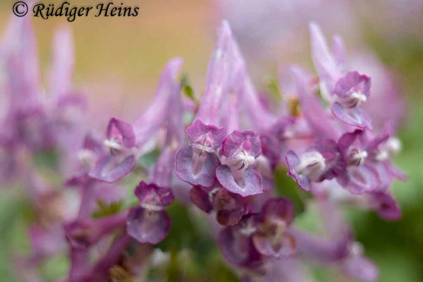 Corydalis solida, Gefingerter Lerchensporn