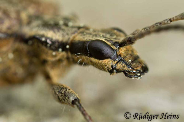 Rhagium inquisitor (Schrotbock), 27.4.2019