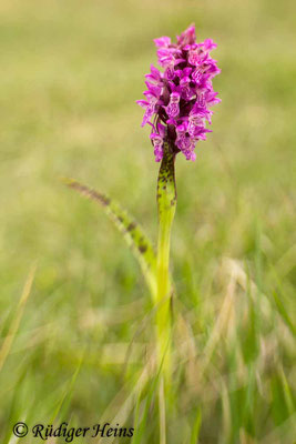 Dactylorhiza cruenta (Blutrote Fingerwurz), 4.6.2014