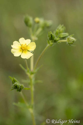 Potentilla recta (Hohes Fingerkraut)