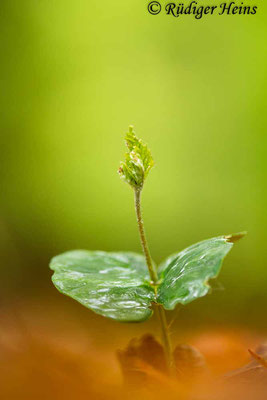 Fagus sylvatica (Rotbuche), 28.4.2019