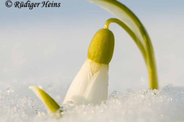 Galanthus nivalis (Schneeglöckchen)