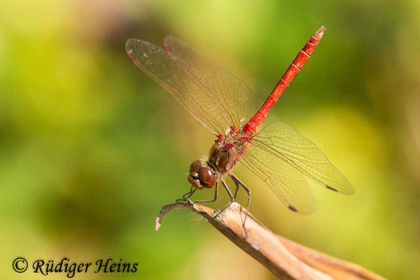 Sympetrum vulgatum (Gemeine Heidelibelle) Männchen, 25.8.2019