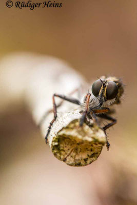 Tolmerus atricapillus (Gemeine Raubfliege) Weibchen, 30.8.2023