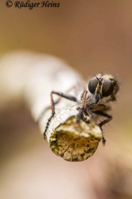Tolmerus atricapillus (Gemeine Raubfliege) Weibchen