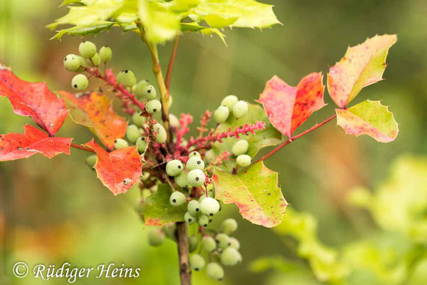 Mahonia aquifolium (Gewöhnliche Mahonie), 6.6.2022