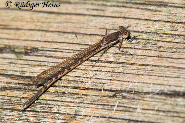 Gemeine Winterlibelle (Sympecma fusca) Weibchen, 29.2.2024 - Makroobjektiv 180mm f/3.5