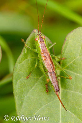 Conocephalus dorsalis (Kurzflügelige Schwertschrecke) Weibchen, 22.9.2017