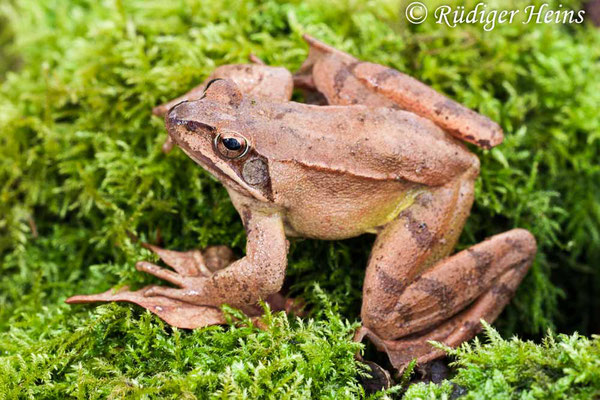 Rana dalmatina (Springfrosch) Männchen, 27.3.2006