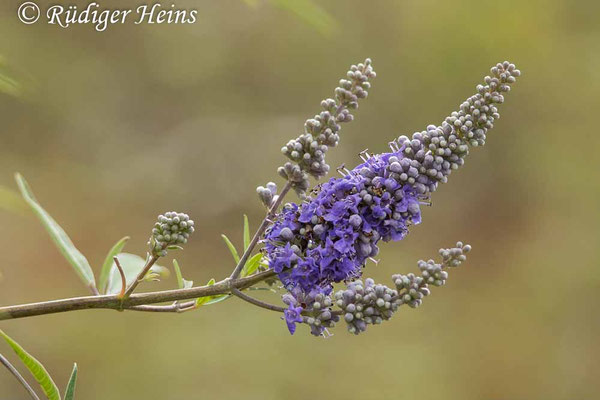 Mönchspfeffer (Vitex agnus-castus), 14.10.2025 - Telezoom 100-400mm/f5,6-8 