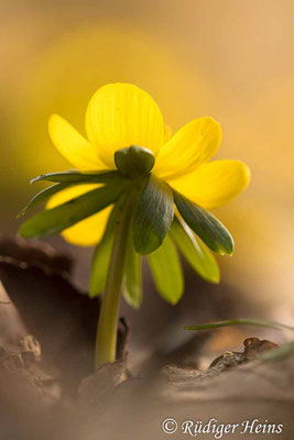 Winterling (Eranthis hyemalis), 22.2.2021