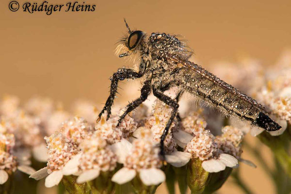 Eutolmus rufibarbis (Barbarossa-Fliege) Weibchen,  3.8.2020