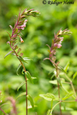 Odontites vulgaris (Roter Zahntrost), 18.8.2019